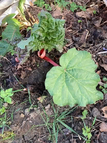 Photo of free Clump of rhubarb (Edinburgh EH5) #1