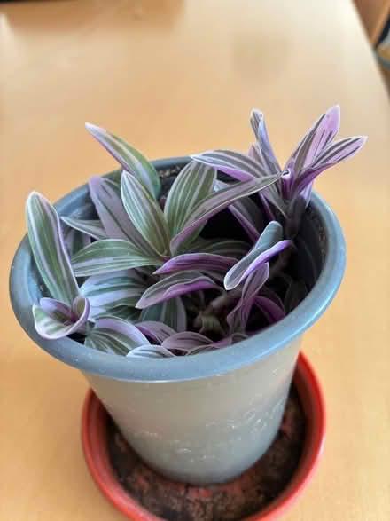 Photo of free Baby tradescantia plant (Kennington OX14) #1
