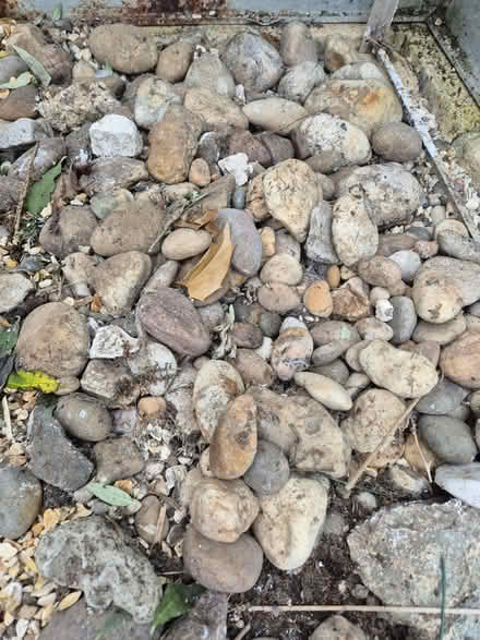 Photo of free Assorted pebbles/stones (Heybridge CM9) #1