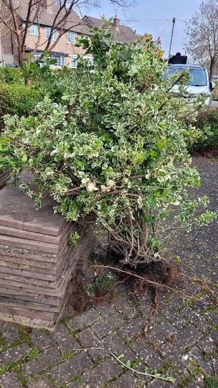 Photo of free bush (Turves Green B31) #4