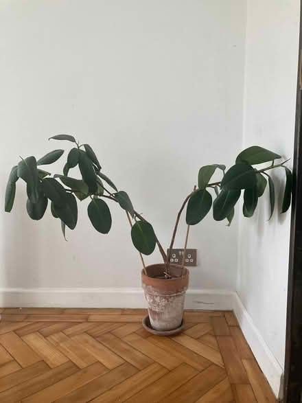 Photo of free Large houseplants (Islington EC1) #2