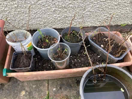 Photo of free Plants from garden (Hallgarth LA9) #2