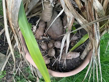 Photo of free Yukka plant (Strood ME2) #3