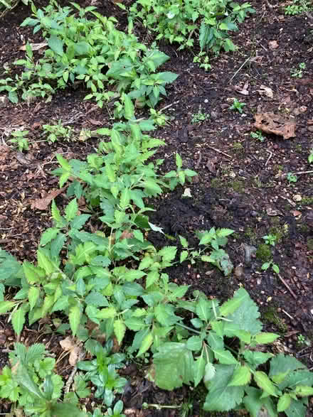 Photo of free Plants from garden (Hallgarth LA9) #1