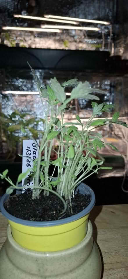 Photo of free Heirloom Black Cherry Tomato seedlings (Kirkby Thore CA10) #1