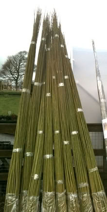 Photo of Willow whips for planting and weaving (Hunter's Bar S11) #1