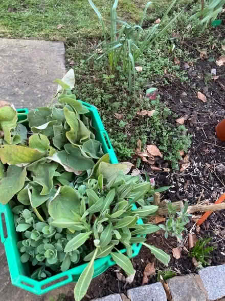 Photo of free Plants offered - bare root - Ice Plant - Centaurea + Plomis (Leegomery TF1) #1