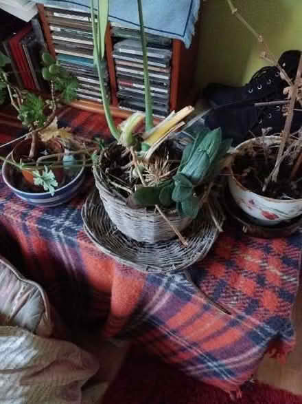 Photo of free Houseplants need tlc & pots, pots (North Lichfield WS13) #1