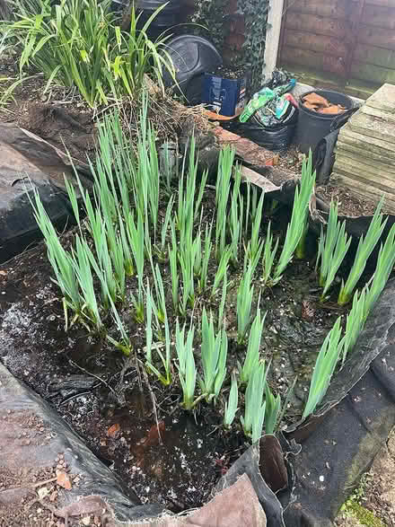 Photo of free Yellow flag pond irises (Callowell GL5) #1