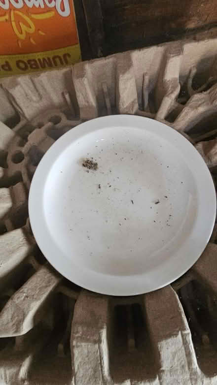 Photo of free White plate (Tw7) #3
