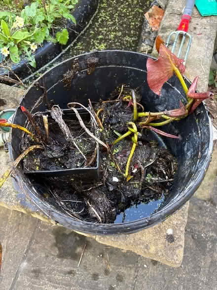 Photo of free Water lily pieces (Eastbourne BN20) #1