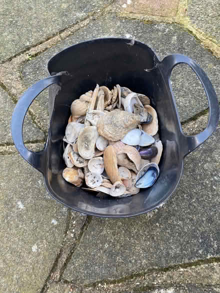 Photo of free Shells (Widmore BR2) #1