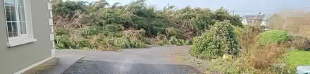 Photo of free Trees (Ballymac area) #1