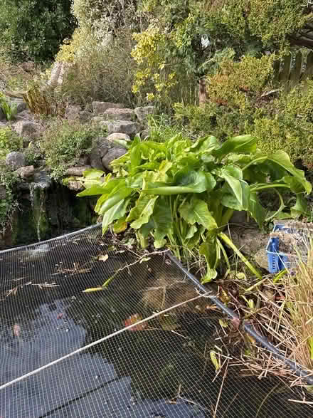 Photo of free arum lily pieces (Eastbourne BN20) #1