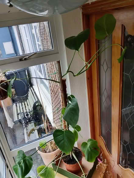 Photo of free Cheese plant (Blanchardstown) #1