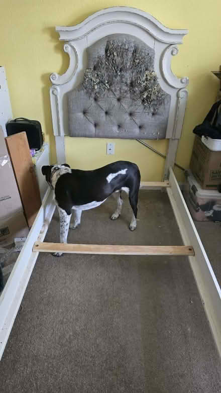 Photo of free Twin bed frame, dog not included (Sunnyvale) #3