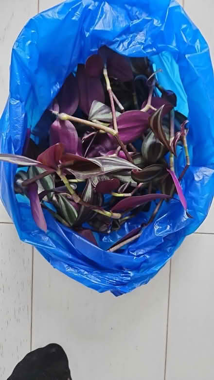 Photo of free Plant cutting (Orpington, BR5) #1