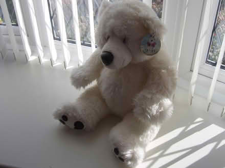 Photo of free polar bear (durrington worthing) #1