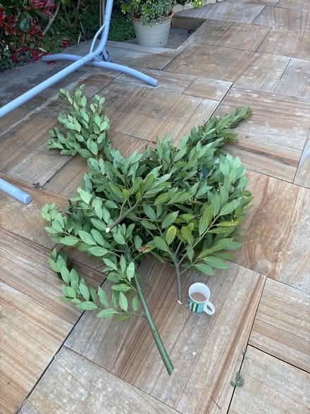 Photo of free Bay leaves (Brickhill MK41) #1