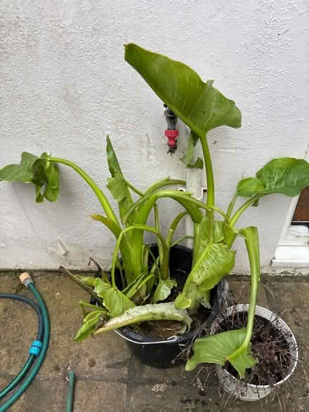Photo of free arum lily pieces (Eastbourne BN20) #2