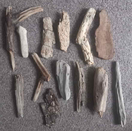 Photo of free 12 small driftwood shapes (Bexhill-on-Sea) #1