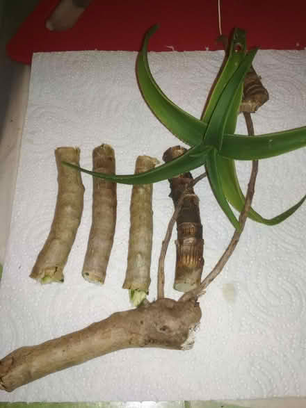 Photo of free Aloe ciliaris cuttings (Dublin central) #1