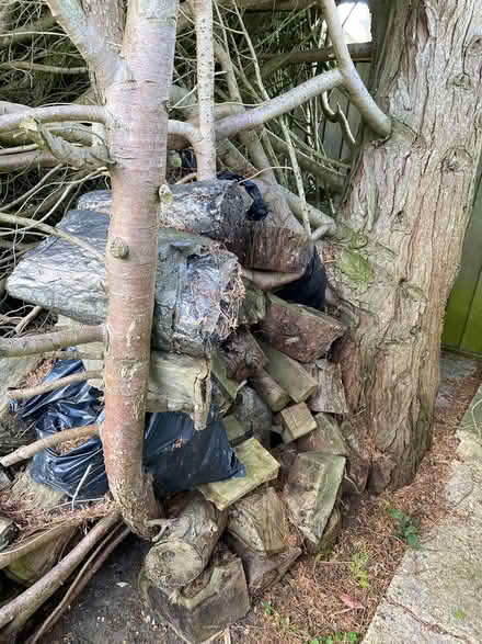 Photo of free Logs (Sandrerstead.) #4