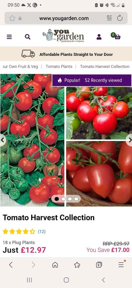 Photo of Tomato plants (Caldecott OX14) #1