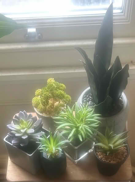 Photo of free Pretend plants (Finsbury Park N4) #1