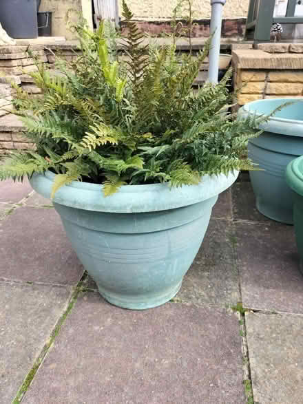 Photo of free Beautiful Fern Bush in Own Pot (Hilsea Portsmouth PO2) #2