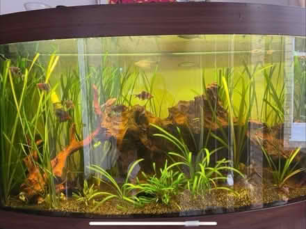 Photo of Plants for aquarium (Earley RG6) #1
