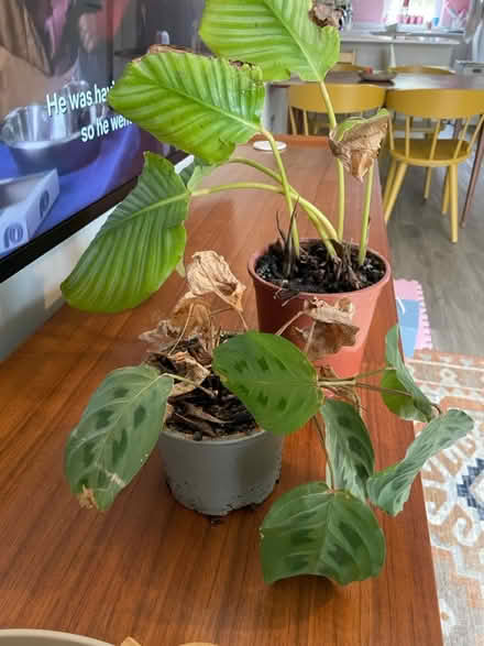 Photo of free X2 houseplants need repotting (Hoddesdon EN11) #1