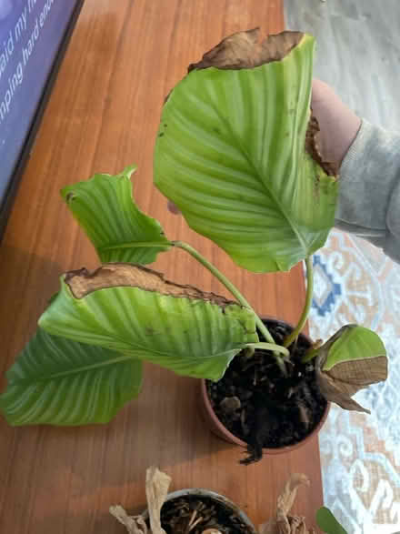 Photo of free X2 houseplants need repotting (Hoddesdon EN11) #2