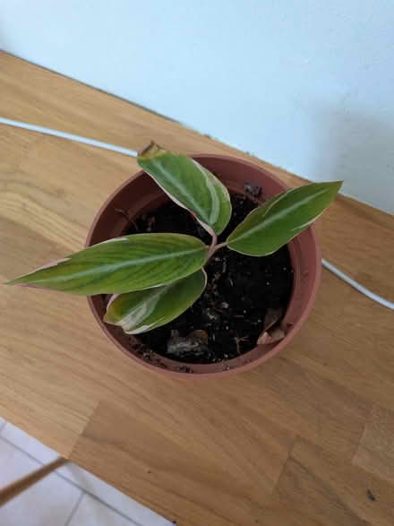 Photo of free Stromanthe thalia tricolour plant (Church of the Cross SE2) #1
