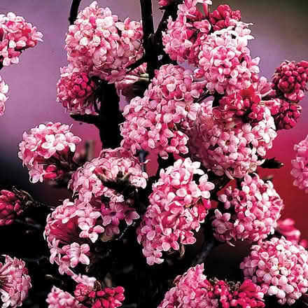 Photo of free 2 Decorative Pots & Viburnum Cuttings (CT11) #2