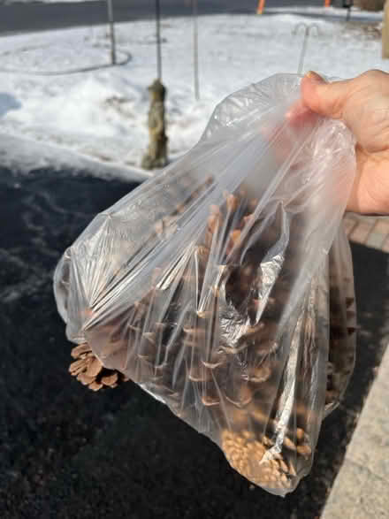 Photo of free Pine cones (Orléans) #1