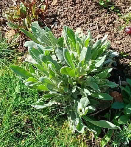 Photo of free Rose Campion plants (Bicester OX26) #1