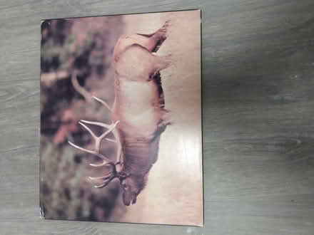 Photo of free Elk photo mounted (Near Baseline Rd. & Clyde Ave.) #1