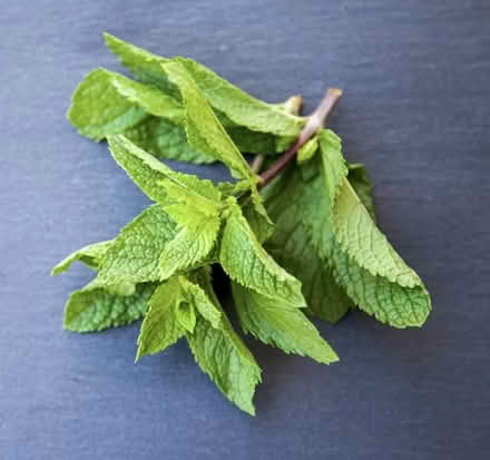 Photo of Mint leaves (Redwood Shores library) #1