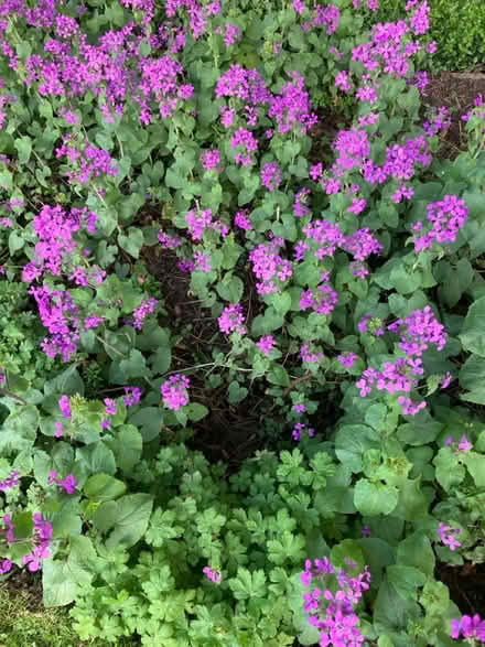 Photo of free Six Honesty plants (Hazel Grove SK7) #1
