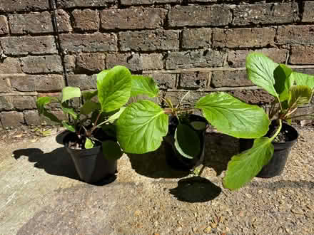 Photo of free Bergenia plants (Eastbourne BN21) #1