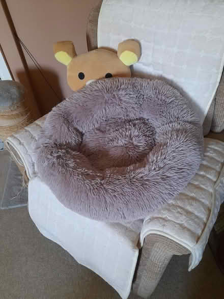 Photo of free Plush cat or small dog bed (Larkhall, Bath BA1) #3