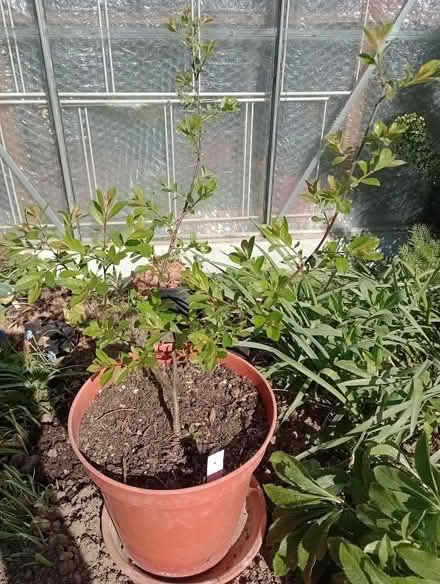 Photo of free Contoneaster? (Lower Earley RG6) #1
