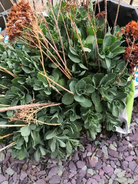 Photo of free Sedum plant (Grandpont OX1) #1