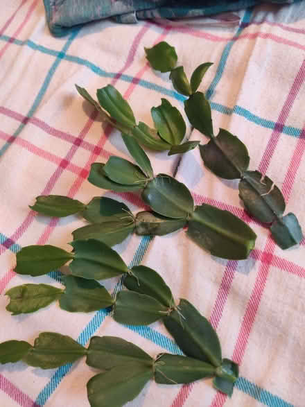 Photo of free Thanksgiving cactus cuttings (Greaves LA1) #1