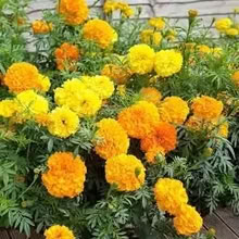 Photo of Marigold African crackerjack seeds (Heald Green SK8) #1