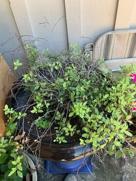 Photo of free Ball Pittosporum plant and bulbs (San Anselmo near Andronico’s) #1