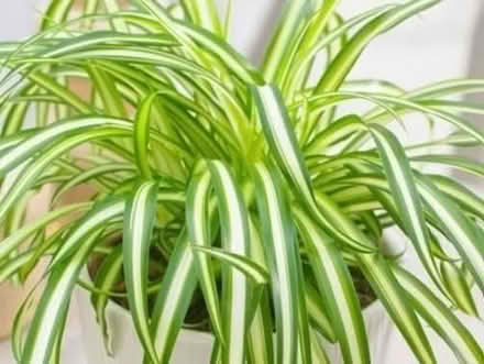 Photo of free Baby Spider Plants & Calla Lily (Baldock, SG7) #1