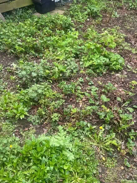 Photo of free Mefys - Strawberries (Glanadda LL57) #1