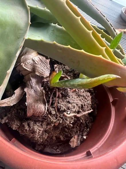 Photo of free Aloe Vera plant (Canary Wharf, E14) #3